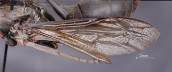 Media type: image;   Entomology 33133 Aspect: Wing front